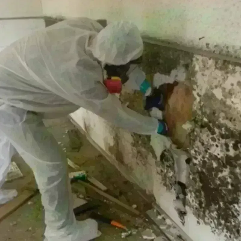 Mold Remediation and Removal in Waterloo, NE